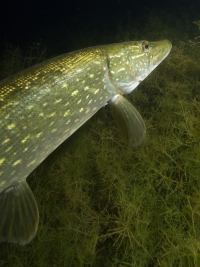Jägerweiher, Altrip