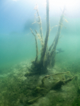 Tauchen im Marxweiher