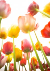 World Pinhole Day, Tulpen