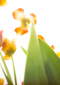 World Pinhole Day, Tulpen