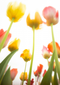 World Pinhole Day, Tulpen