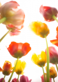World Pinhole Day, Tulpen