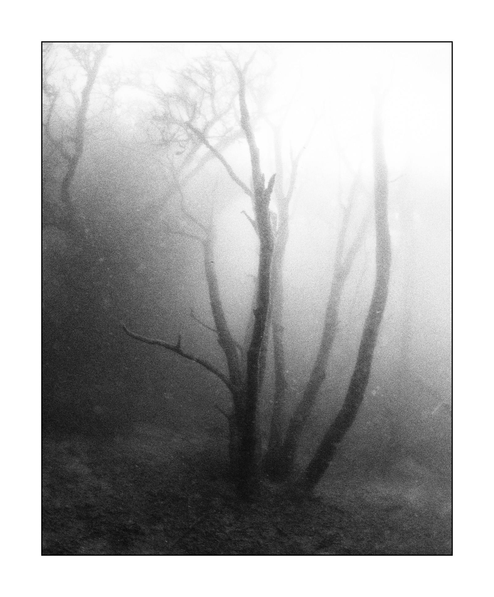 Im Wald, monochrom