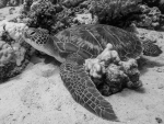 Schildkröte