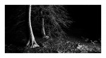 Winterwald