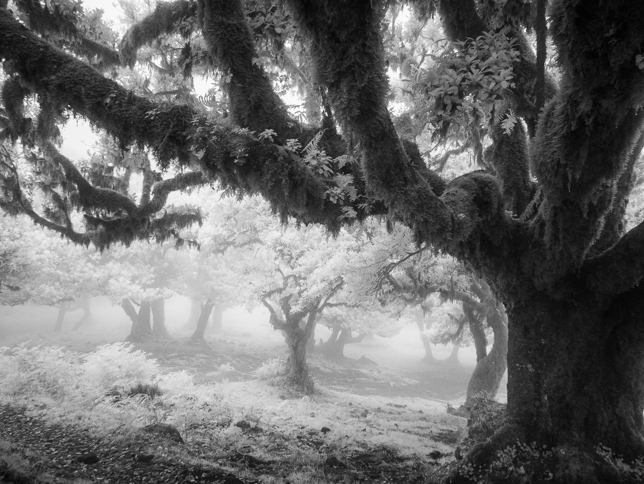 Bäume im Nebel