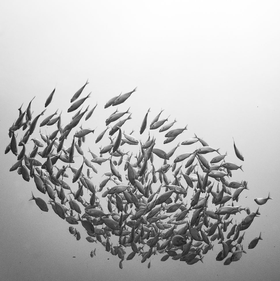 Fische im Quadrat