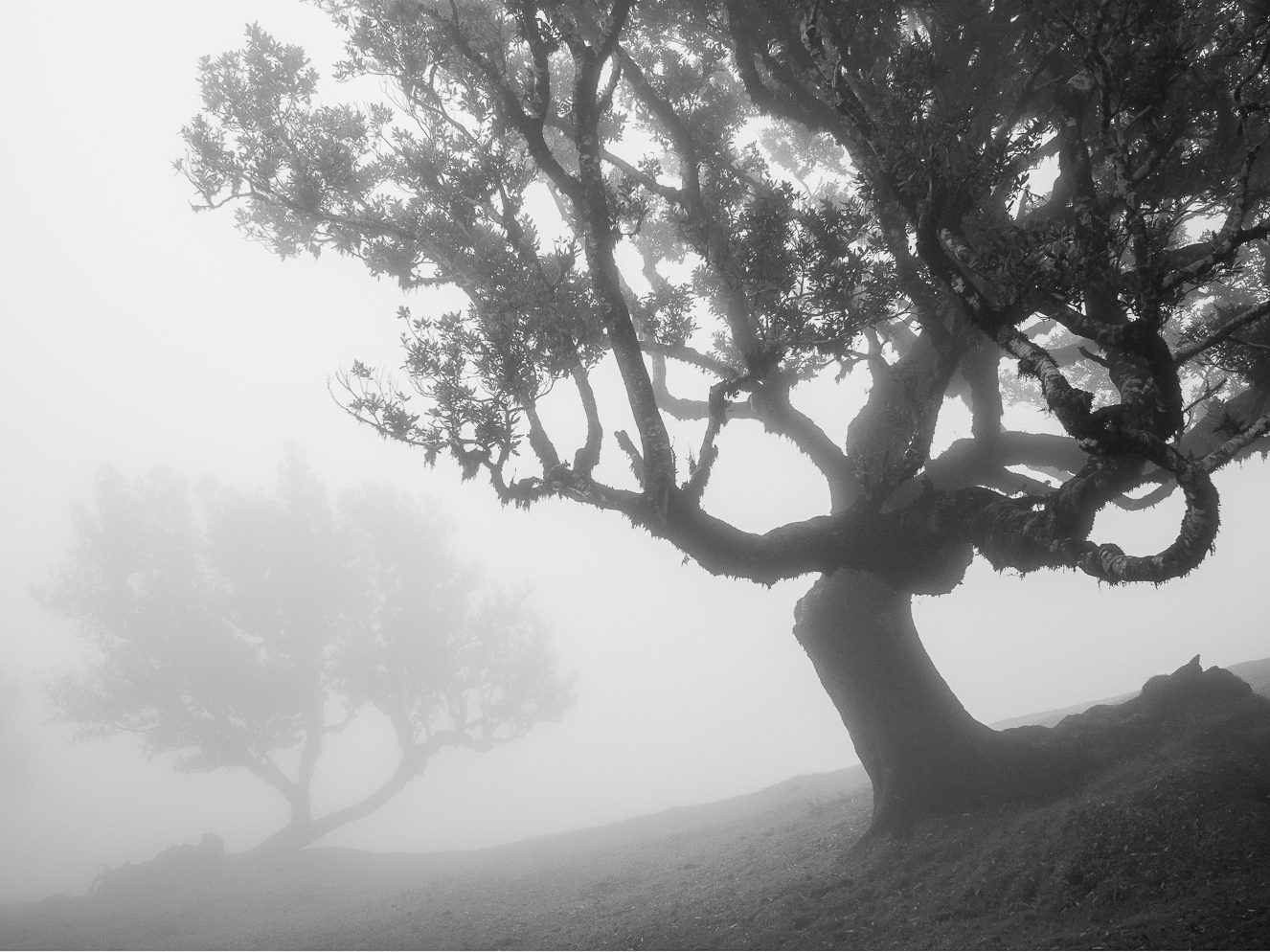 Bäume im Nebel #2
