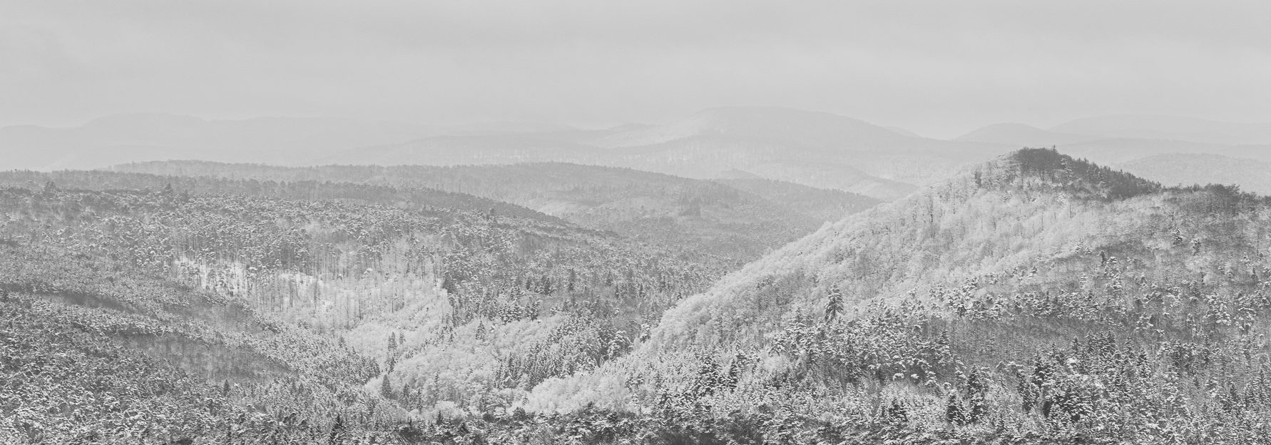 Pfälzer Winterwald