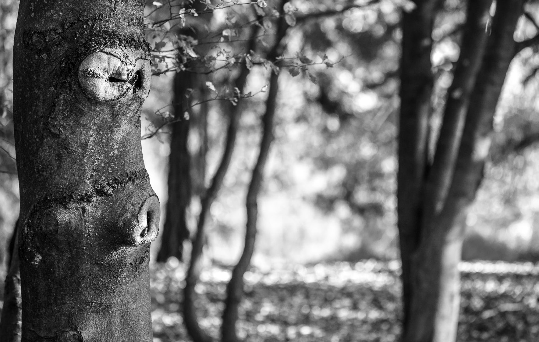 Gesichter des Herbstes